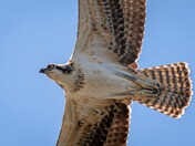 A close fly-over by a beautiful Osprey!