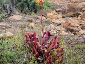 Pitcher Plant.