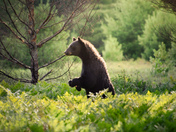 On the lookout for blueberries