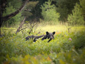 Foraging for blueberries