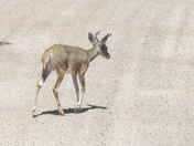 Buck Mule Crossing The Road