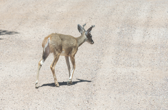 Buck Mule Crossing The Road