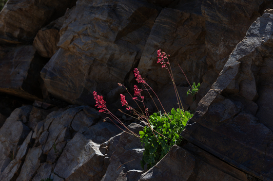 Carr Canyon