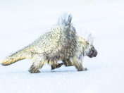 Wrangell St. Elias National Park
