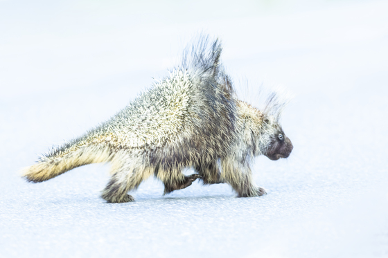 Wrangell St. Elias National Park