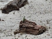  Petrified Forest National Park