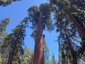 Sequoia and Kings Canyon National Parks