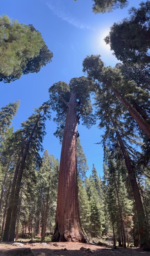 Sequoia and Kings Canyon National Parks
