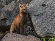 Cross Fox- Red Fox Dark Morph?