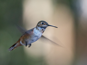 Colorado National Forest