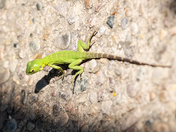 Saguaro National Park West