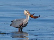 Heron's Catch