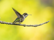 Female Ruby-throated hummingbird 