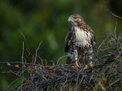 Red Tailed Hawk