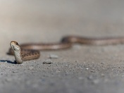 Slitherin