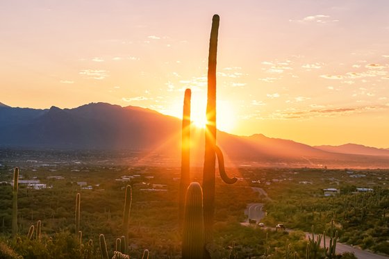 Saguaro National Park West