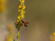 Beautiful Butterfly