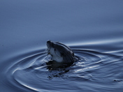 Point Reyes National Seashore