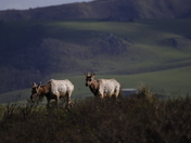 Point Reyes National Seashore