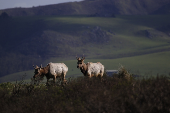 Point Reyes National Seashore