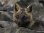 More than just a Pretty Face!!! Red Fox, Dark Morph ?