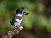 Belted Kingfisher with a snack
