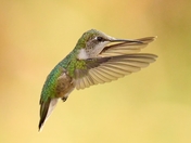 Female Ruby Throated Hummingbird 