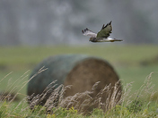Northern Harrier on the hunt