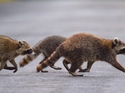 Racoon  Crosswalk