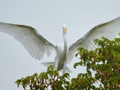 Great Egret 