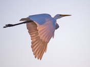 Great Egret Glowing 