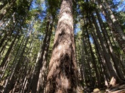 Mount Rainier National Park