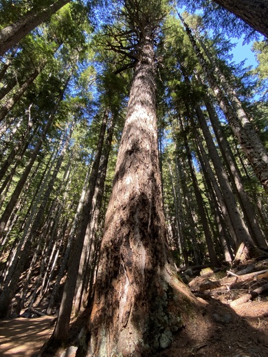Mount Rainier National Park