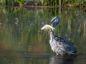 Successful Fisherman!  Great Blue Heron