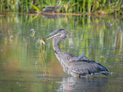 Successful Fisherman!  Great Blue Heron
