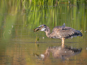 Successful Fisherman!  Great Blue Heron