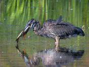 Successful Fisherman!  Great Blue Heron