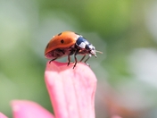 Ladybug