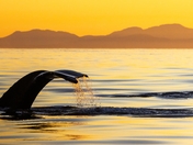 Sunset Humpbacks