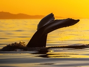 Sunset Humpbacks