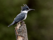 Belted Kingfisher