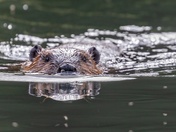 Reflection