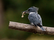 Belted Kingfisher
