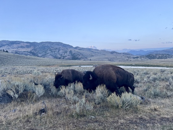 Yellowstone National Park