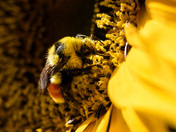 Orange belted bumblebee 