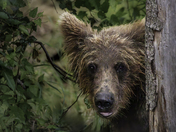 Katmai National Park and Preserve
