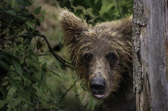 Katmai National Park and Preserve
