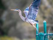 Montezuma National Wildlife Refuge