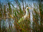 Montezuma National Wildlife Refuge