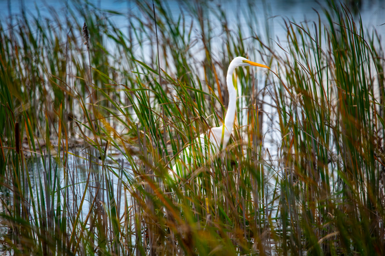 Montezuma National Wildlife Refuge